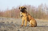 CANE CORSO 730